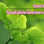 สรรพคุณของใบแปะก๊วย