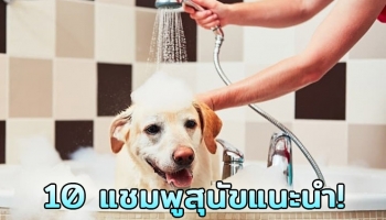 10 แชมพูสุนัขยอดนิยม สูตรสมุนไพร รักษาโรคผิวหนัง ขนนุ่ม แก้คันจากผิวแห้ง